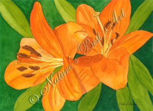Beautiful Lilies - #291 9 x 12" 140# cold press watercolor paper, 7¾x9¾ image, signed in pencil