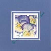 105 Pansy Gaze
