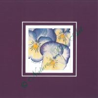 105 Pansy Gaze