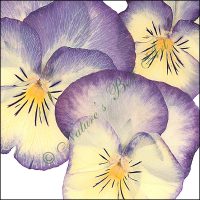 105 Pansy Gaze