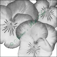 105A Pansy Gaze - B&W Special Edition