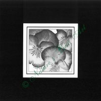105A Pansy Gaze B&W Special Edition