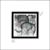 105A Pansy Gaze B&W Special Edition