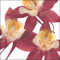106 Columbine Special