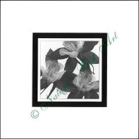 106A Columbine Special - B&W Special Edition