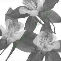 106A Columbine Special - B&W Special Edition
