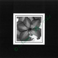 83B Variety in Motion - B&W Special Edition