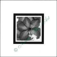 83B Variety in Motion - B&W Special Edition