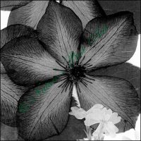 83B Variety in Motion - B&W Special Edition